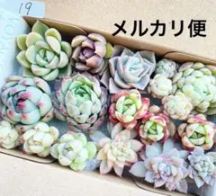 19 多肉植物　多肉弁当　詰め合わせ　寄せ植え　セット　韓国苗　カット苗　セダム