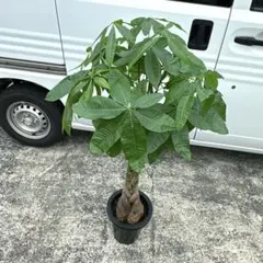 300円スタート』 パキラ Pachira 編み込み 観葉植物 インテリア - メルカリ