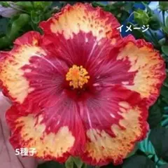 ハイビスカス系 アメリカフヨウ5種子（GH） - メルカリ