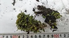 mosha様 リクエスト 2点 まとめ商品