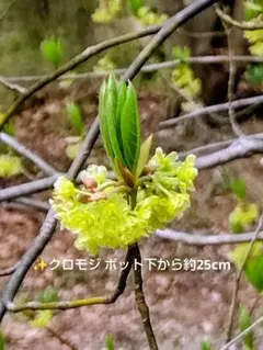2026年最新】クロモジ 山採りの人気アイテム - メルカリ
