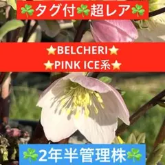 269☘️タグ付☘️超レア☘️⭐️BELCHERI⭐PINK ICE系⭐️ - メルカリ
