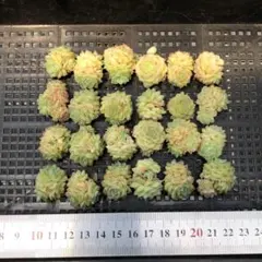 Top 多肉植物 24個 2026-0428-MLJP-041 ホワイトスワン