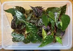 Begonia ベゴニア ジュラウ ぼっち株　容器ごとのサムネイル