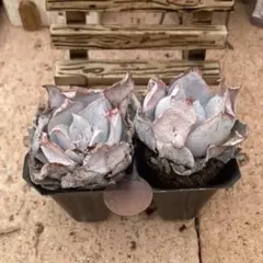 ハルサク様 リクエスト 2点 まとめ商品