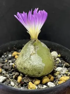 ブルゲリ　コノフィツム