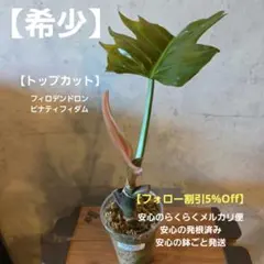 Y*A様 ラスト レア Nephrolepis pendula 垂れるシダ 抜苗 - メルカリ