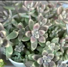 ＊Rosette＊様 リクエスト 2点 まとめ商品