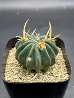 短刺巨鷲玉 フェロカクタス サボテン モンスト ホリダス - メルカリ