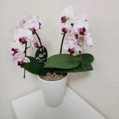 レア♡胡蝶蘭♡マザーチーク♡4号♡メルカリ便 - メルカリ