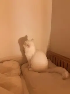 Item thumbnail for item cdf72c77-5bbc-4714-bac3-bc3ca54486b4