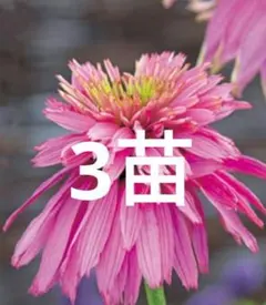 エキナセア 苗 3株セット ピンク 花苗のサムネイル
