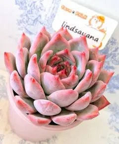 2026年最新】ファームパルクの人気アイテム - メルカリ