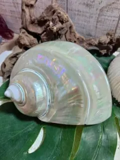 夜光貝 磨き上げ済み 超特大 20x17cm 位 置物 アクセサリー 希少サイズ