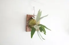 ワラタ[Waratah]オーストラリアンブッシュフラワーエッセンス - メルカリ