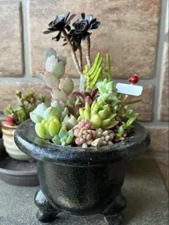 多肉寄せ植え★黒法師，桜吹雪★そのまま飾れますのサムネイル