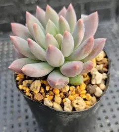 うめちゃん様 リクエスト 2点 まとめ商品