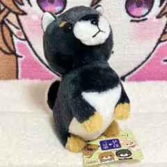 豆しば三兄弟　豆ジロー　ぬいぐるみ　マスコット　タグ付　黒柴 キーホルダーのサムネイル