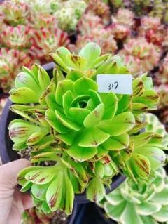 28# 多肉植物 アエオニウム ❤️小葉香炉皿法師セッカ❤️27cm拔き苗 315 香炉盤超白錦 多肉植物 アエオニウム 抜き苗 - メルカリ