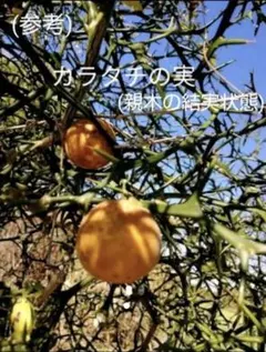 カラタチ 実生3年生苗木 全高約45cmのサムネイル