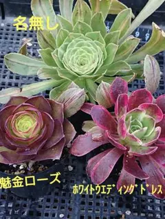 多肉植物❤️アエオニウム錦❤️ウエディングドレス❤️ 多肉植物❤️アエオニウム錦❤️ウエディングドレス❤️の通販はau PAY