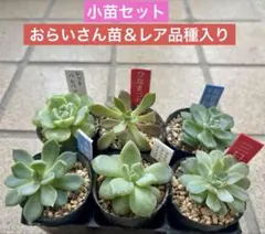 2026年最新】おらいさん苗の人気アイテム - メルカリ