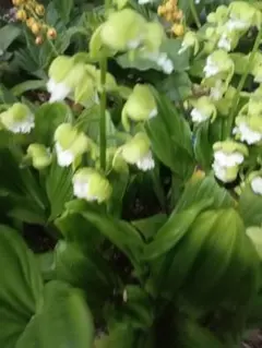 青森県産クマガイソウ（クリ−ム色)花芽−1株 - メルカリ