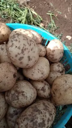 ゆり様専用ページ　 訳あり粉状そうか病 新じゃがいも3キロ　鹿児島県徳之島産