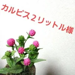 カルピス2リットル様