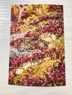 Item thumbnail for item 754d0cec-98e8-43e1-b3df-e332ff48a7d0