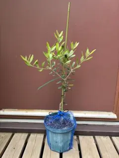 蕾付き オリーブの木 ネバディロブランコ スクエア型テラコッタ鉢植え