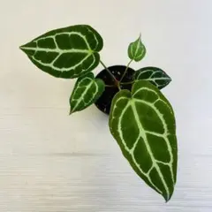Anthurium Equator Redbone✖️RC(purple） - メルカリ