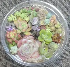 多肉植物　寄せ植えセット　カット苗　多肉弁当