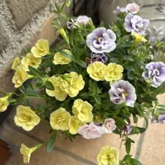 日本限定品・廃盤品・色が変化する】 バカラ 桜 ブロッサム