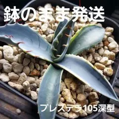2026年最新】リップルエフェクト アガベの人気アイテム - メルカリ