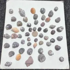 【T】貝殻 巻貝 ヤドカリ