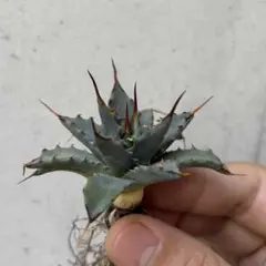 wolf7 プロフ必読様 リクエスト 2点 まとめ商品