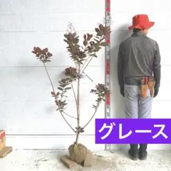 スモークツリー グレース 畑9 - メルカリ