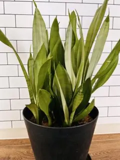 サンスベリア Sansevieria Su-kreep 群生 - メルカリ