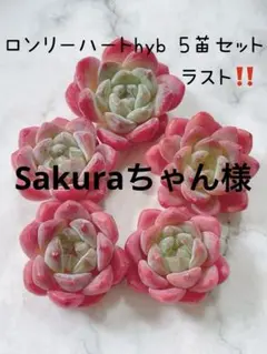 Sakuraちゃん様 リクエスト 5点 まとめ商品