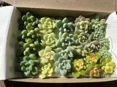 多肉植物 エケベリア セダム カット苗 詰め合わせ 寄せ植えセット