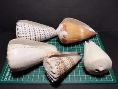 貝　標本①★まとめ売り