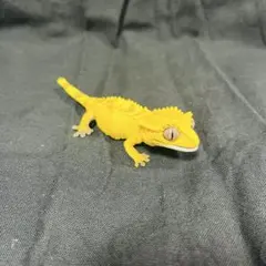 いきもの大図鑑 クレステッドゲッコー ノーマルイエロー