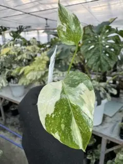 @sfg_m様 リクエスト 2点 まとめ商品