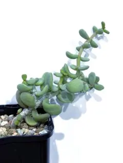 2025年最新】ケラリア ピグマエア実生の人気アイテム - メルカリ