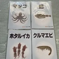 海の生物 絵本セット