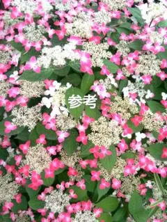 山野草・ヤマアジサイ苗・画像の乙姫苗お届けいたします。アジサイ苗 山野草・ヤマアジサイ苗画像の乙姫苗お届け。来期開花。アジサイ
