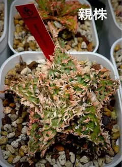 アロエ32鉢まとめセット 傷あり 第四種 - メルカリ