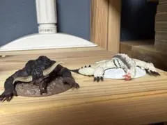 モンハン 捕獲し隊
