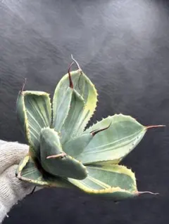 2026年最新】アガベ パリーの人気アイテム - メルカリ